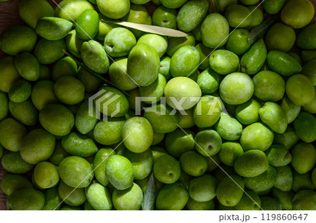Close up of freshly picked green olives Close up of freshly picked green olives 119860647