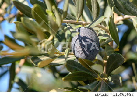 Close-up photo of ripe olive hanging from an olive tree branch. 119860683