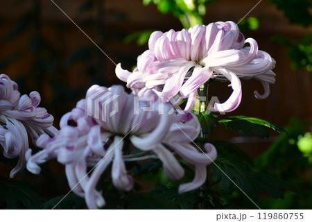 大菊(古典菊)厚物 大菊(古典菊)厚物 119860755
