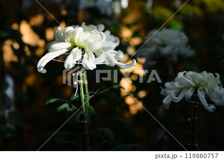 大菊(古典菊)厚物 大菊(古典菊)厚物 119860757