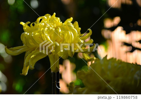 黄色い大菊(古典菊)厚物 黄色い大菊(古典菊)厚物 119860758