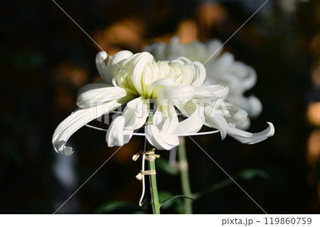 大菊(古典菊)厚物 大菊(古典菊)厚物 119860759