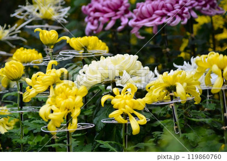 大菊(古典菊)厚物 大菊(古典菊)厚物 119860760