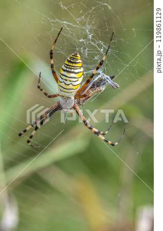バッタを捕食するナガコガネグモ 119861129