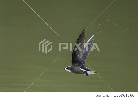 水面を高速で飛ぶハリオアマツバメ 119861560