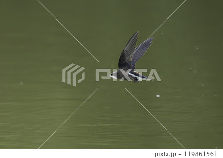 水面を高速で飛ぶハリオアマツバメ 水面を高速で飛ぶハリオアマツバメ 119861561