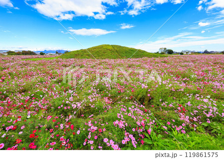 コスモスのある風景 119861575
