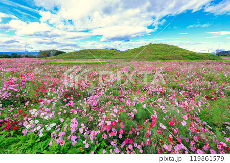 草原に咲く秋桜と古墳 草原に咲く秋桜と古墳 119861579