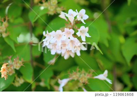 ショウキウツギの花 ショウキウツギの花 119861608