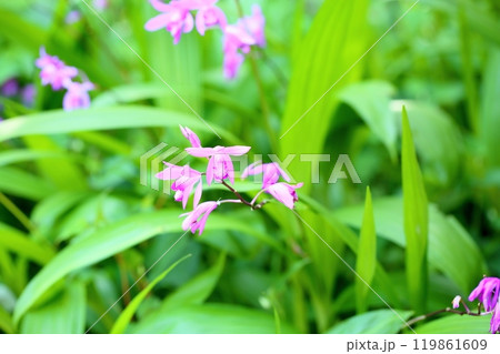 シランの花 119861609