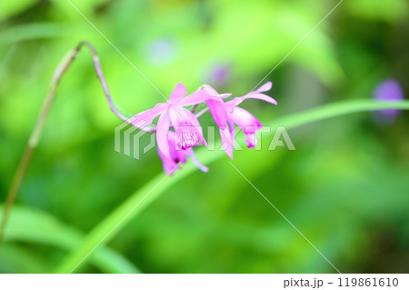 シランの花 119861610