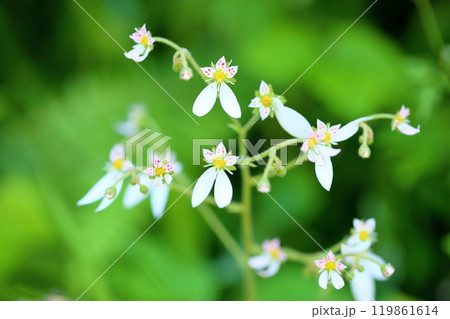 可愛い　ユキノシタの花 119861614