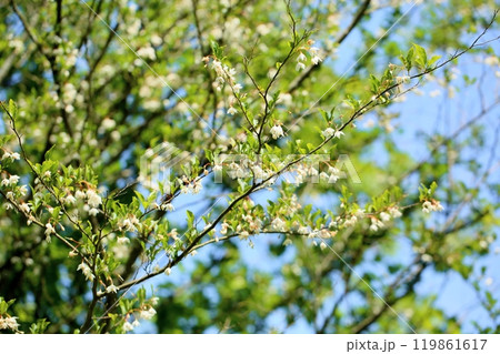 爽やか エゴノキの花 爽やか エゴノキの花 119861617