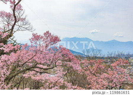 満開の桜　高遠城址公園（長野県伊那市）　日本さくら名所100選 119861631