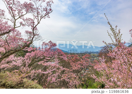 満開の桜 高遠城址公園(長野県伊那市) 日本さくら名所100選 満開の桜 高遠城址公園(長野県伊那市) 日本さくら名所100選 119861636