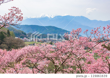 満開の桜 高遠城址公園(長野県伊那市) 日本さくら名所100選 満開の桜 高遠城址公園(長野県伊那市) 日本さくら名所100選 119861639