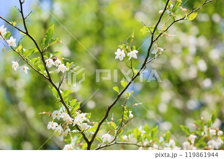 爽やか　エゴノキの花 119861944