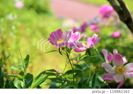 可愛い シャクヤクの花 可愛い シャクヤクの花 119862162