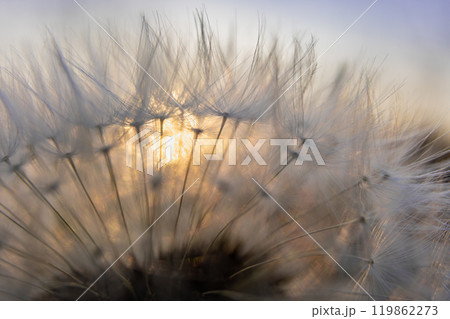 A mesmerizing close-up of a dandelion seed head illuminated by the warm sunlight. The delicate, fluffy seeds create a dreamlike atmosphere.  119862273