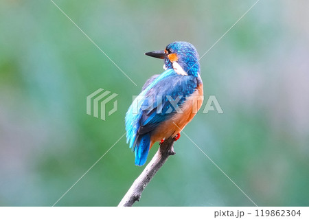 どこからともなく来て目の前に止まった可愛いくて綺麗なカワセミ 119862304