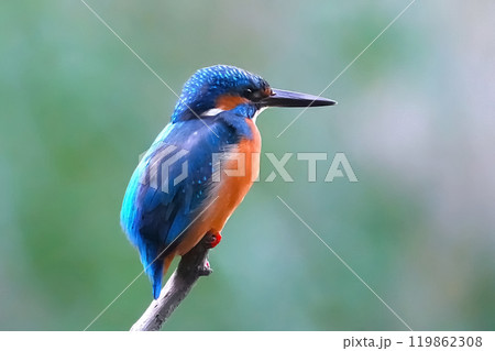 どこからともなく来て目の前に止まった可愛いくて綺麗なカワセミ どこからともなく来て目の前に止まった可愛いくて綺麗なカワセミ 119862308