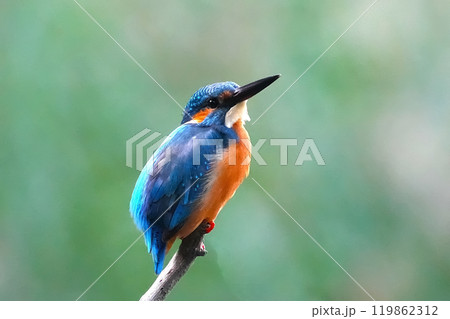 どこからともなく来て目の前に止まった可愛いくて綺麗なカワセミ どこからともなく来て目の前に止まった可愛いくて綺麗なカワセミ 119862312