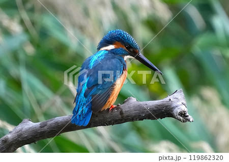 どこからともなく来て目の前に止まった可愛いくて綺麗なカワセミ どこからともなく来て目の前に止まった可愛いくて綺麗なカワセミ 119862320
