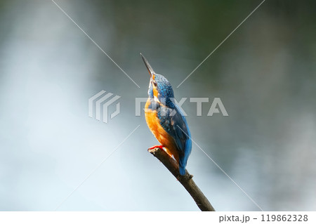 どこからともなく来て目の前に止まった可愛いくて綺麗なカワセミ どこからともなく来て目の前に止まった可愛いくて綺麗なカワセミ 119862328