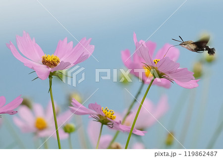 野に咲く可憐な花 野に咲く可憐な花 119862487