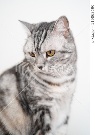 何かを見つめる猫 119862590