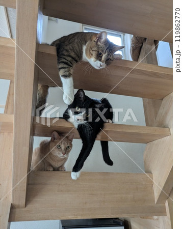 猫じゃらしを追いかけている猫 猫じゃらしを追いかけている猫 119862770