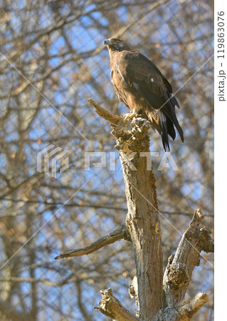 多摩動物公園のワシ 119863076