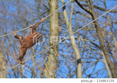 多摩動物公園のオランウータン 多摩動物公園のオランウータン 119863139