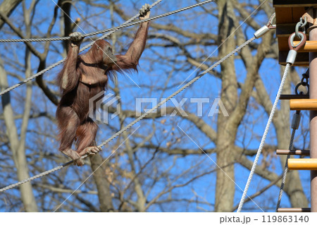 多摩動物公園のオランウータン 119863140