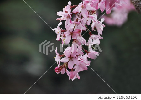 ベニシダレザクラ 119863150