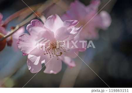 ヤエベニシダレザクラ 119863151