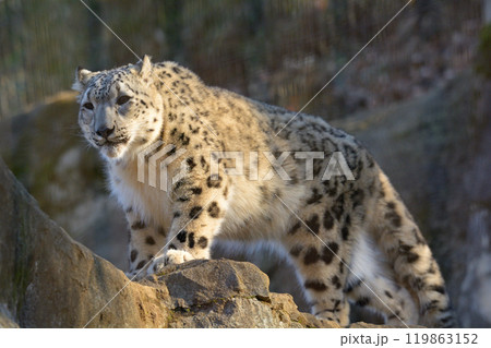 多摩動物公園のユキヒョウ 多摩動物公園のユキヒョウ 119863152