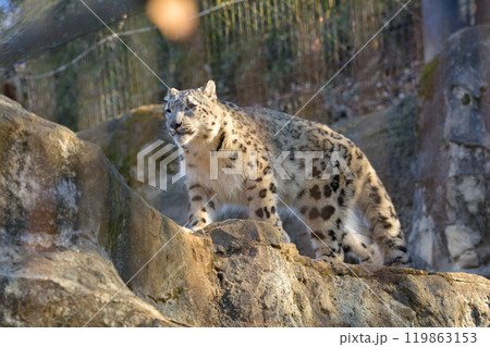 多摩動物公園のユキヒョウ 119863153