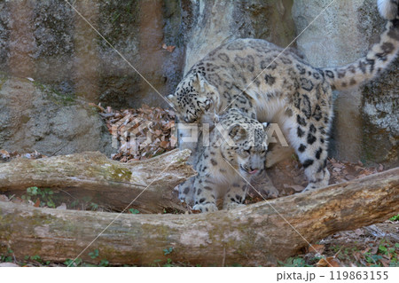 多摩動物公園のユキヒョウ 119863155