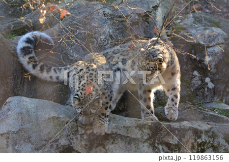 多摩動物公園のユキヒョウ 119863156