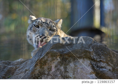 多摩動物公園のユキヒョウ 119863157