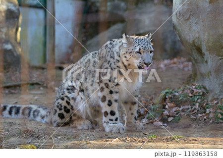 多摩動物公園のユキヒョウ 多摩動物公園のユキヒョウ 119863158