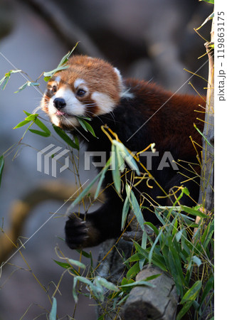 多摩動物公園のレッサーパンダ 119863175