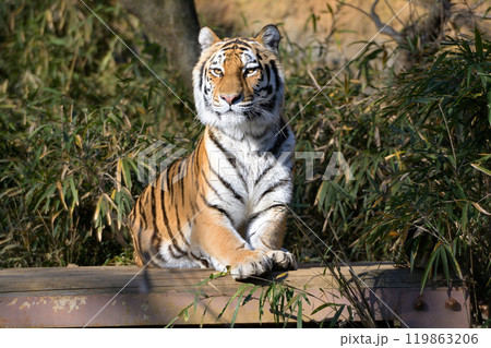 多摩動物公園のトラ 多摩動物公園のトラ 119863206