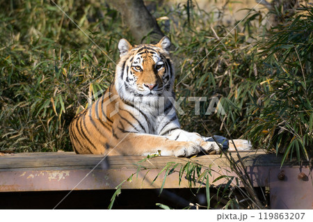 多摩動物公園のトラ 119863207