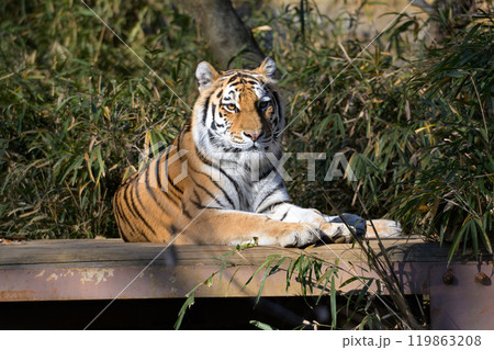 多摩動物公園のトラ 119863208