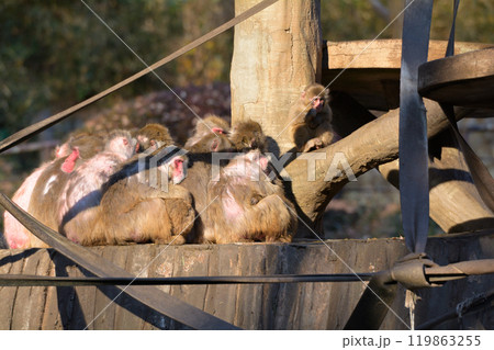 多摩動物公園のニホンザル 119863255