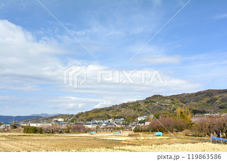 小田原・曽我梅林 小田原・曽我梅林 119863586