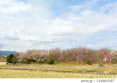 小田原・曽我梅林 小田原・曽我梅林 119863587