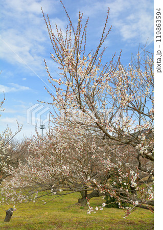 小田原・曽我梅林 小田原・曽我梅林 119863594